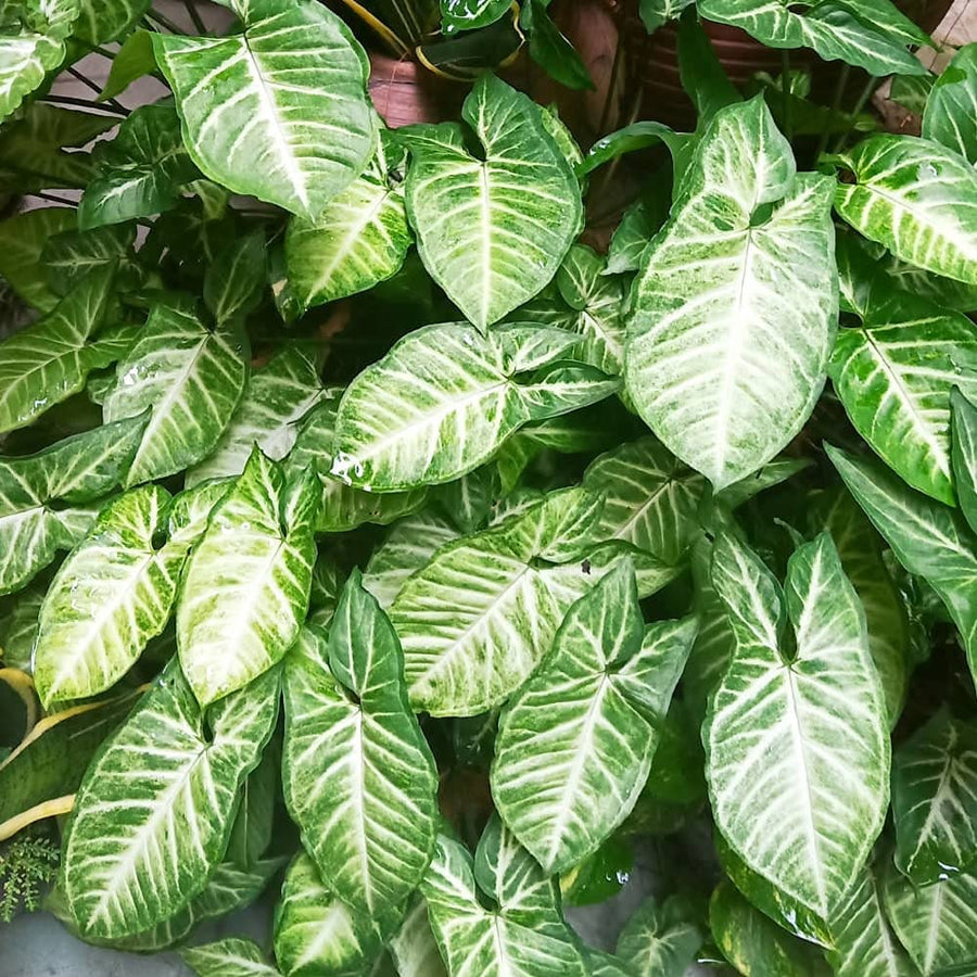 Syngonium White Butterfly 3 3