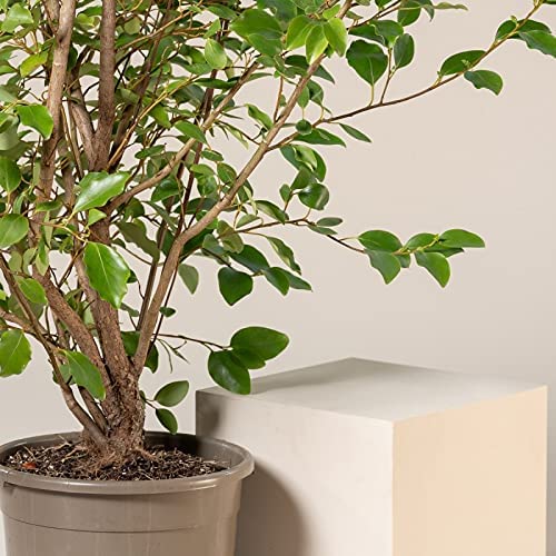 Griselinia littoralis 3 3