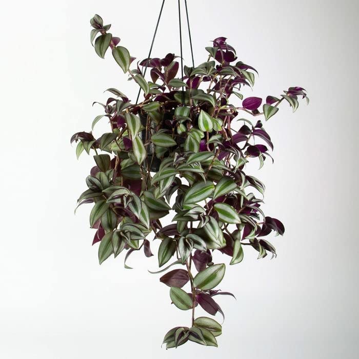 Tradescantia zebrina - 'Wandering Dude' 3 3