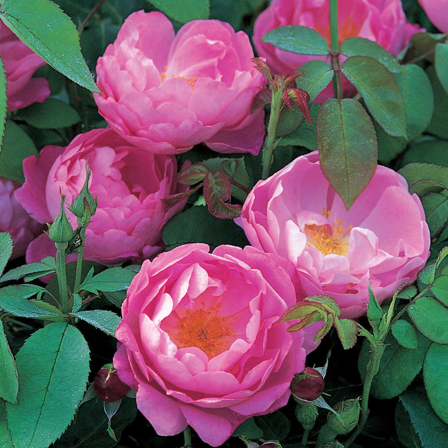 Pink English Scented Rose Bush 3 3