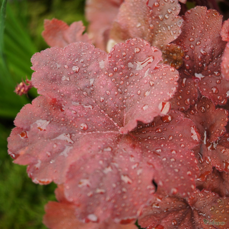 Heuchera - 'Root Beer' Heuchera - 'Root Beer' image2 2