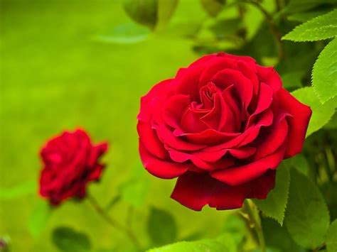 Valentine's Red Rose Bush Gift Wrapped Valentine's Red Rose Bush Gift Wrapped image2 2