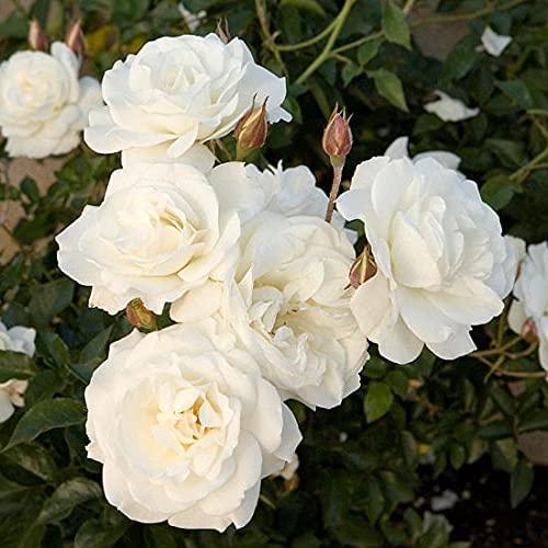 White Rose Bush 3 3