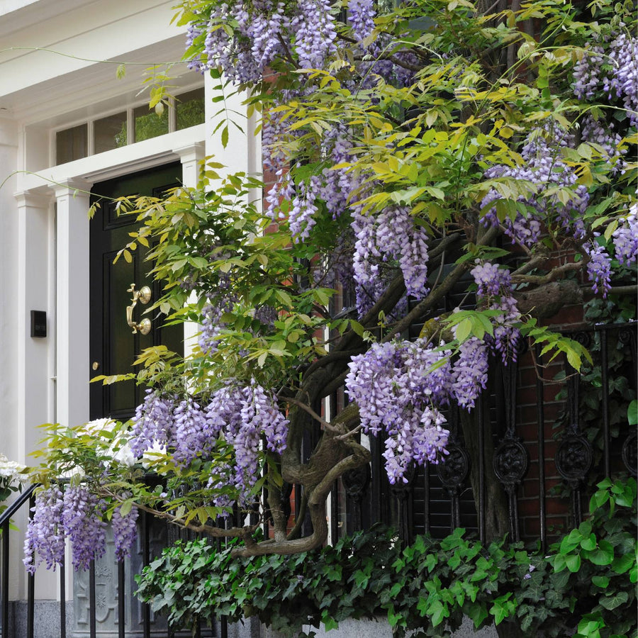 Wisteria Frutescens Plant - Amethyst Falls Wisteria Frutescens Plant - Amethyst Falls in 9cm Pot image1 1