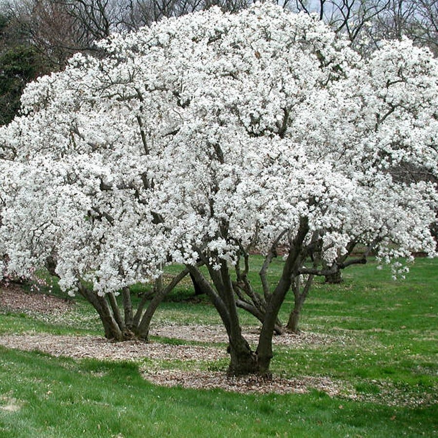 White Magnolia Stellata 3 2