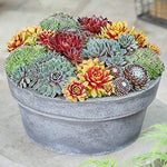 Sempervivum & Succulents Mixed Plants  2