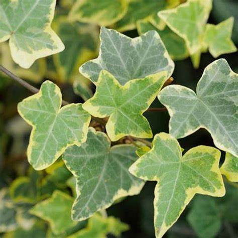 Hedera Helix
