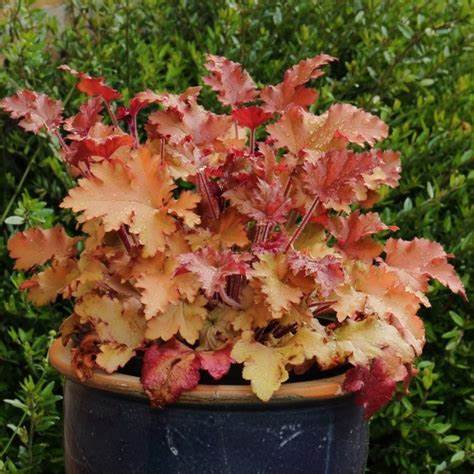 Heuchera Marmalade Heuchera Marmalade image2 2