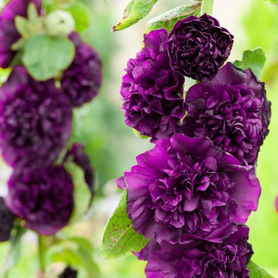 Hollyhock Plant Double Purple - Alcea Rosea Hollyhock Plant Double Purple image2 2