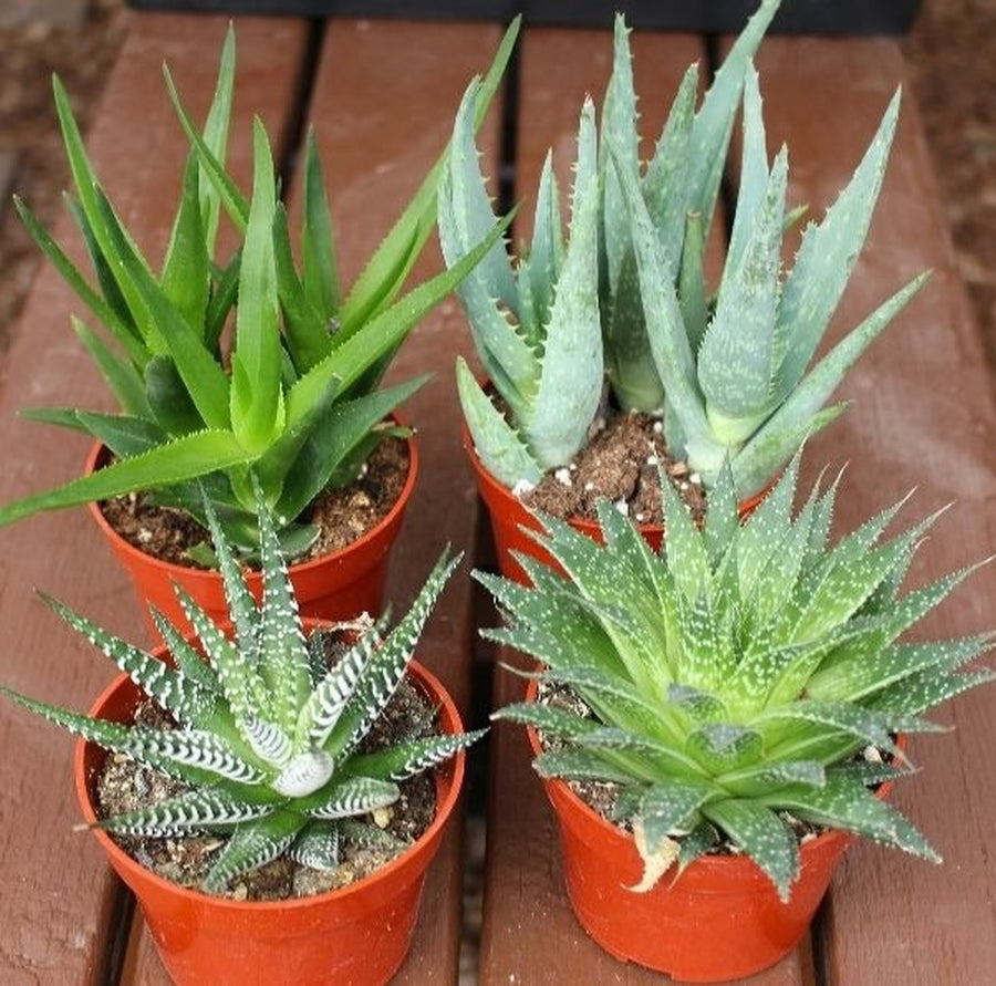 Plant Mix - 3 Aloe Vera & 3 Succulents 3 3