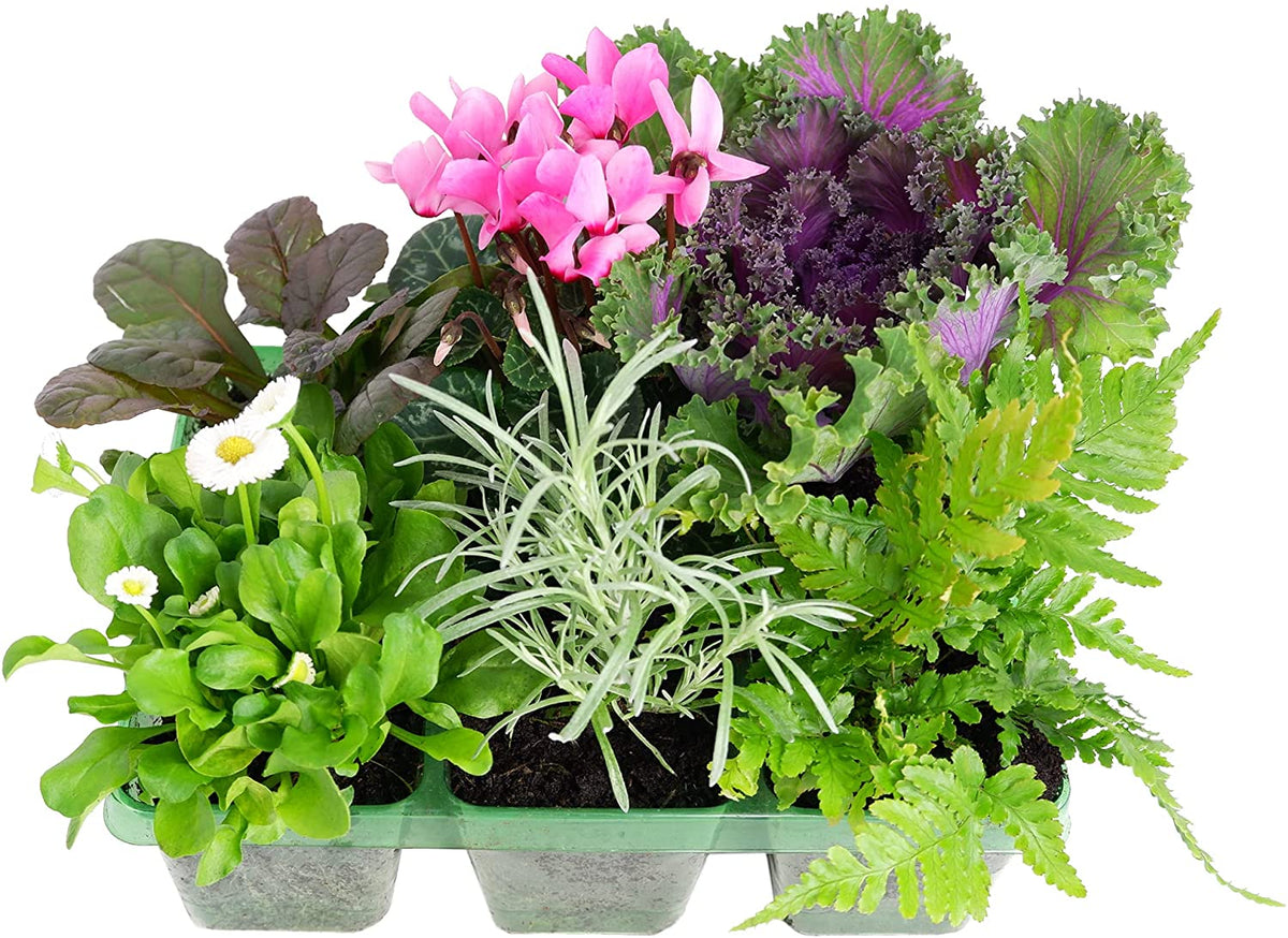 Seasonal Jumbo Pack Seasonal Jumbo Pack (6 Plants) image2 2