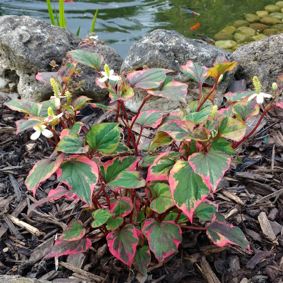 Chameleon Plants - Houttuynia Cordata Houttuynia Cordata Chameleon - 2 Plants image3 4