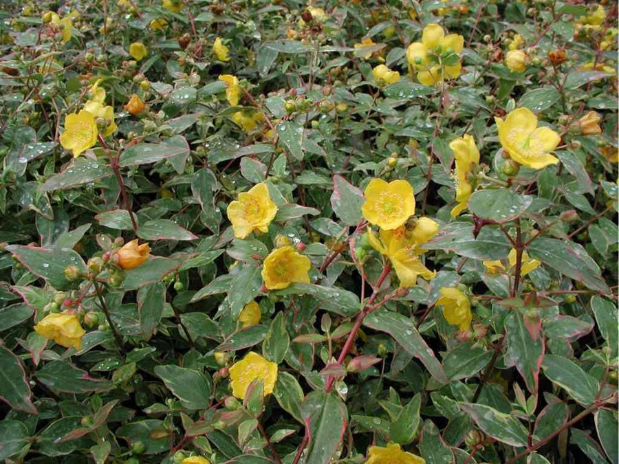 Hypericum - 'Tricolor' (2 Plants) Hypericum - 'Tricolor' (2 Plants) image2 2
