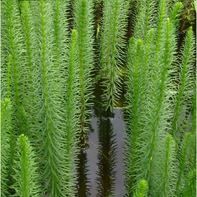 Mare's Tail - Hippuris vulgaris Pond Plant Hippuris Vulgaris Pond Plant image2 2