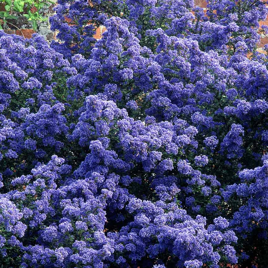 Ceanothus - Blue Diamond Ceanothus - 'Blue Diamond' image3 4
