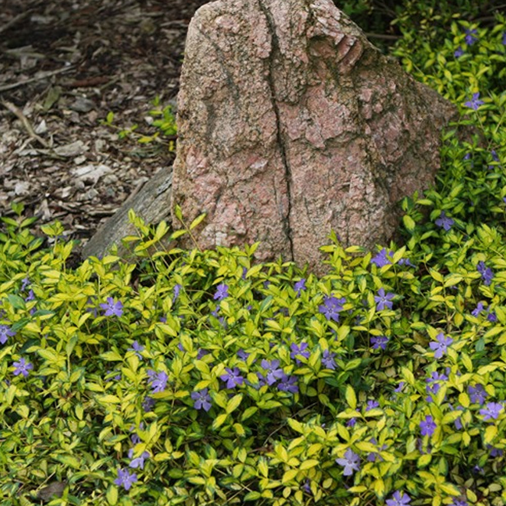 3 x Blue Lesser Periwinkle Plants - Vinca Illumination
