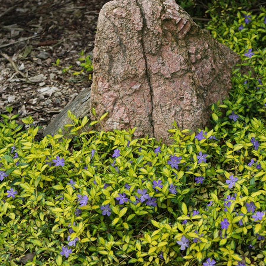 3 x Blue Lesser Periwinkle Plants - Vinca Illumination 3 x Blue Lesser Periwinkle Plants - Vinca Illumination image2 2