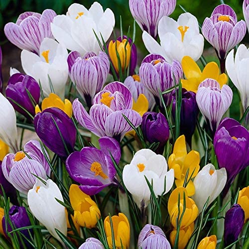 Spring Bulb Collection x 6 Growing Plants 3 3