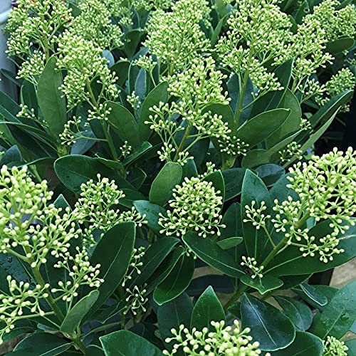 Skimmia - 'Finchy' Skimmia - 'Finchy' image2 2