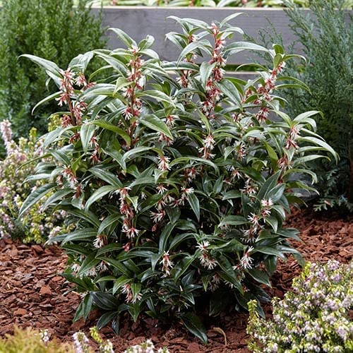 Sarcococca Confusa Sarcococca Confusa image3 3