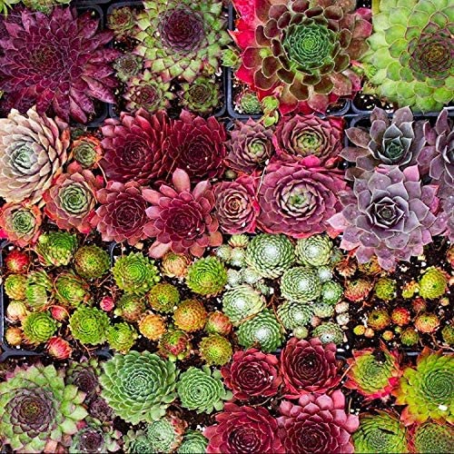 Mix Sempervivum & Succulents