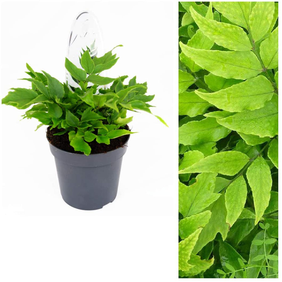 Fern Plant Mix Fern Plant Mix (10 Plants) image2 2