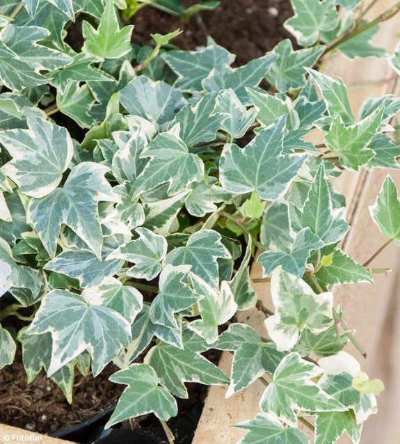 Hedera Ivy Gold & White Mix 3 3