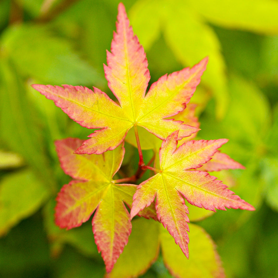Acer Little Princess 3 3