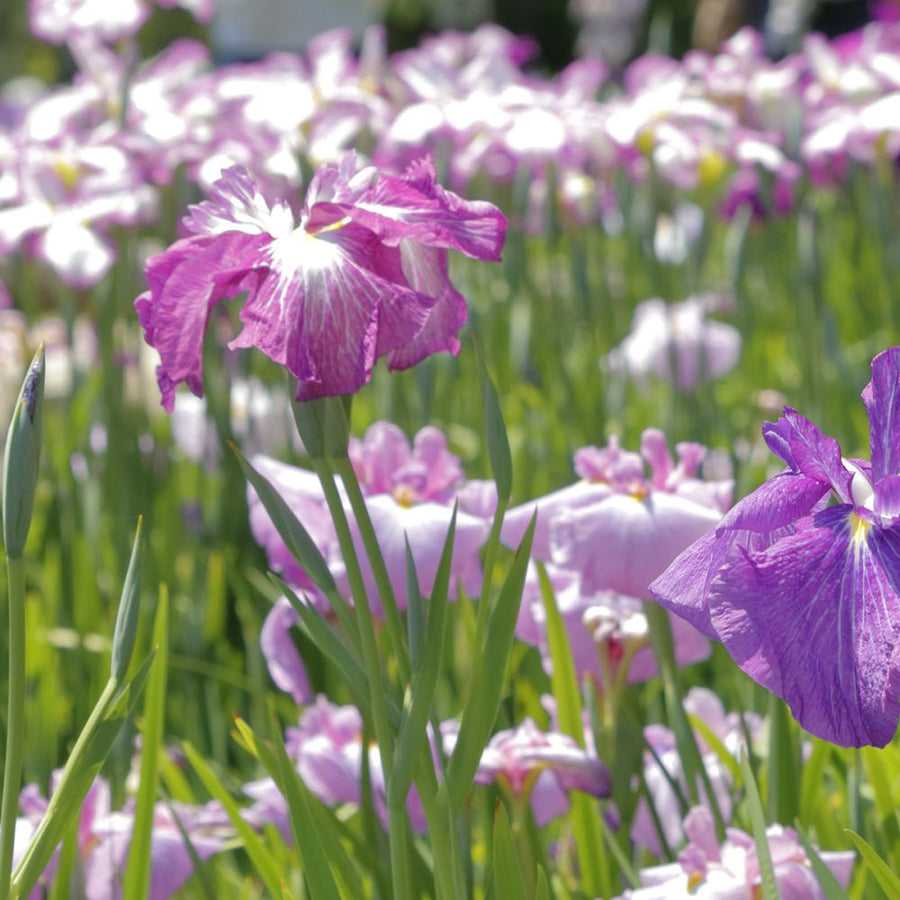 Iris ensata 'Rose Queen' - Pink Pond Iris 3 4