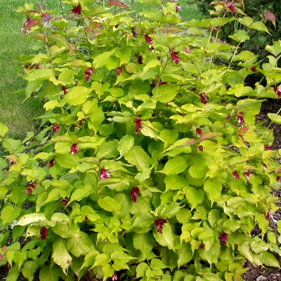 Leycesteria Formosa - 'Golden Lanterns' Leycesteria Formosa - 'Golden Lanterns' image2 2