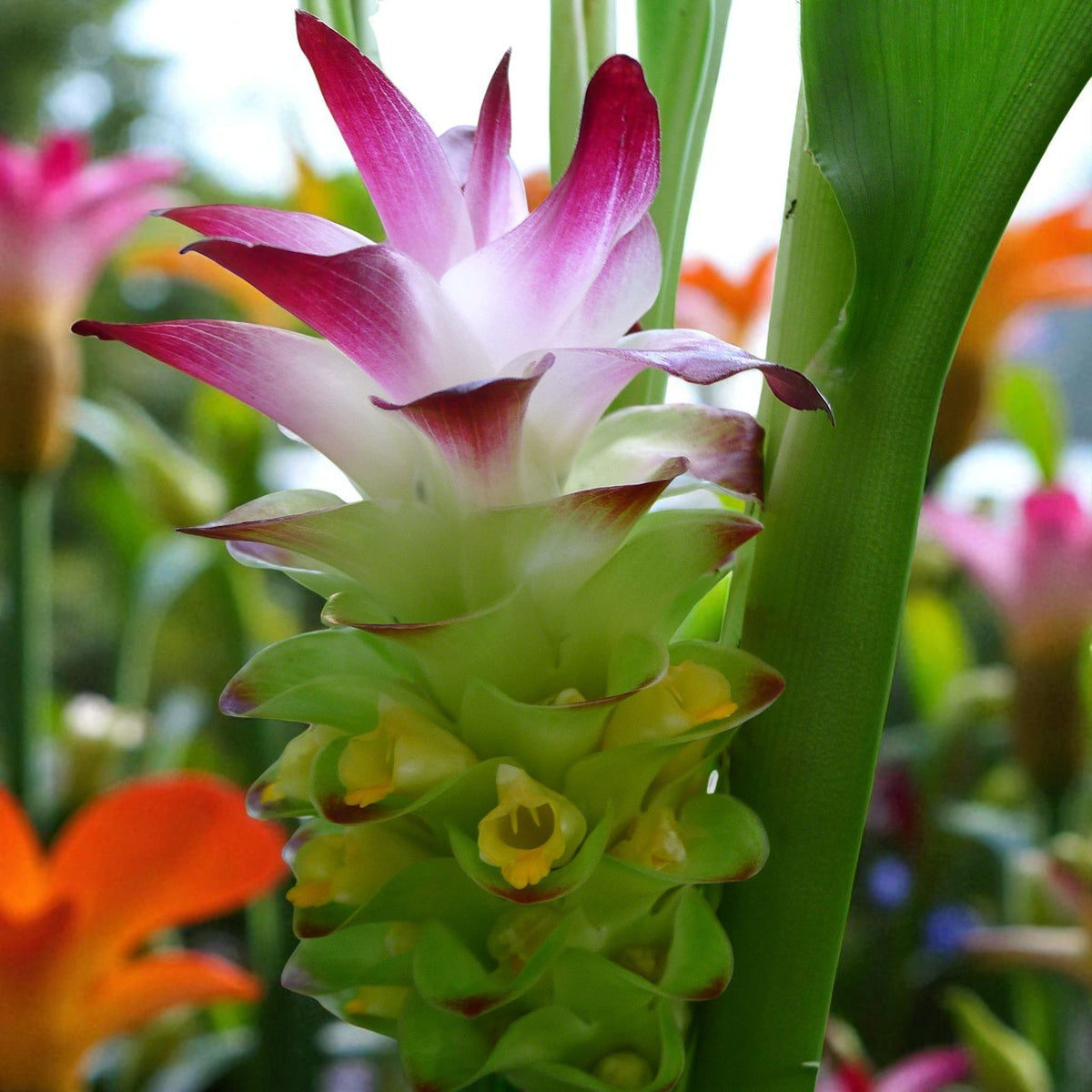 Curcuma Longa Tumeric Bare Roots  4