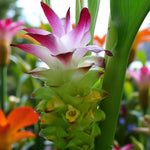 Curcuma Longa Tumeric Bare Roots  4