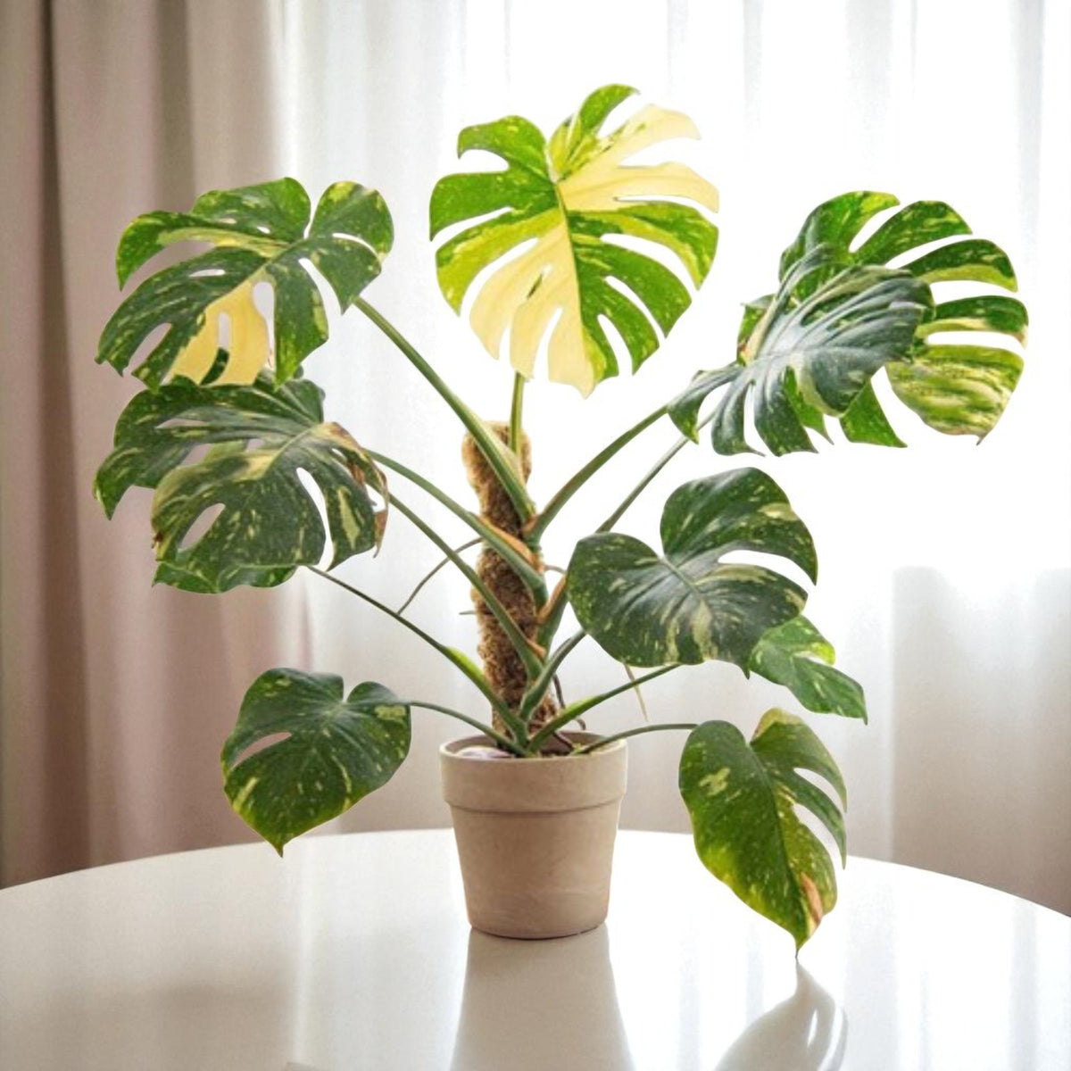 Monstera Deliciosa Thai Constellation in 6cm Pot  3
