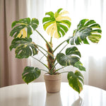 Monstera Deliciosa Thai Constellation in 6cm Pot  3