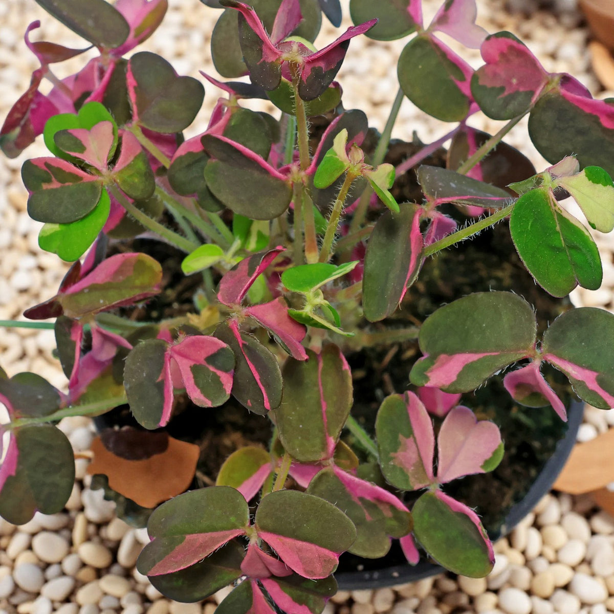 Oxalis Spiralis Crazy Pink  3