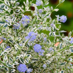 Ceanothus Plant Collection  3
