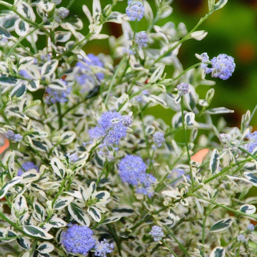 Ceanothus Plant Collection  3