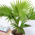 Footstool Palm  4