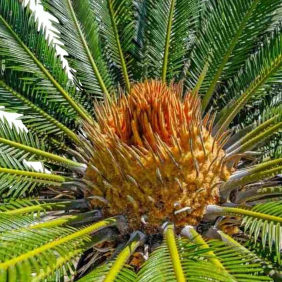 Sago Palm  3