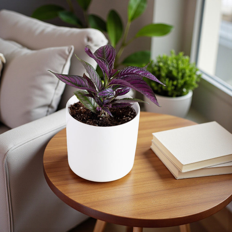 Strobilanthes Dyeriana - Persian Shield  4