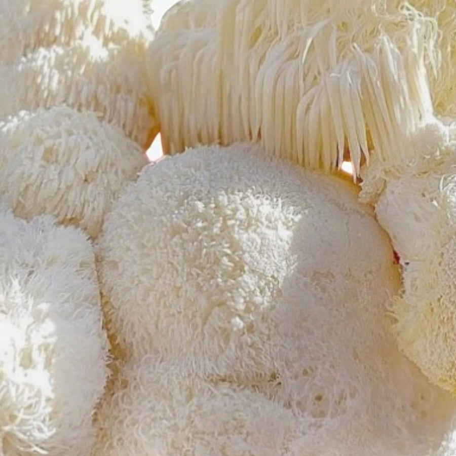 Lion's Mane Mushroom Growing Kit  6