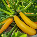 Courgette Plant  4