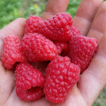 Raspberry Plants  12
