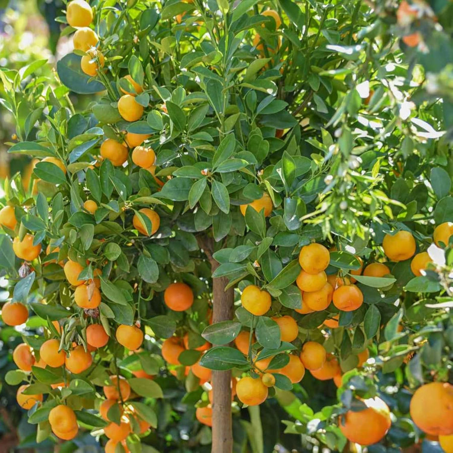 Mini Citrus Orange Tree with Hessian Gift Wrap  2