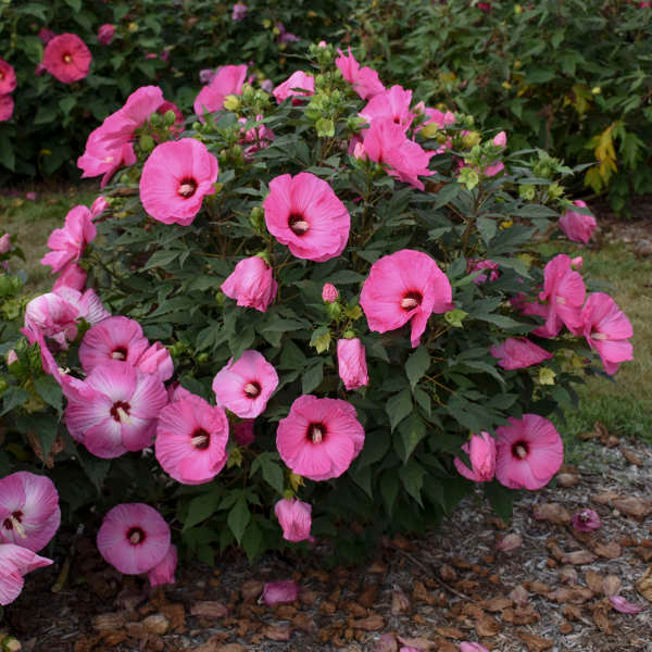 Hardy Hibiscus 3 Plant Mix 3 3