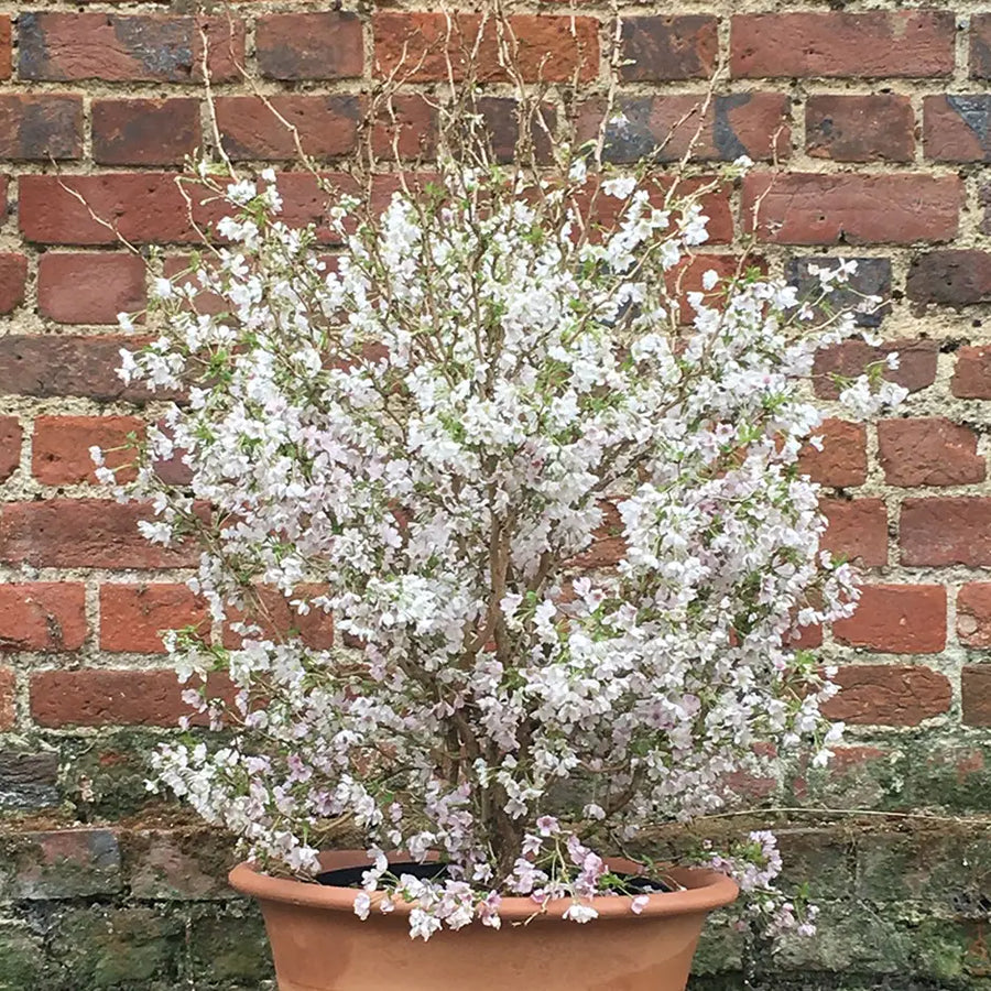 Prunus incisa 'Kojo-no-mai' 3 4