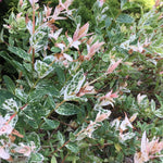 Salix Hakuro Nishiki 30580_caz3970_1571844344_1080 1