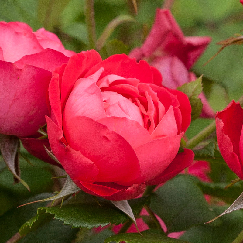 Red Rose Bush - Cherry Bonica 308309 3