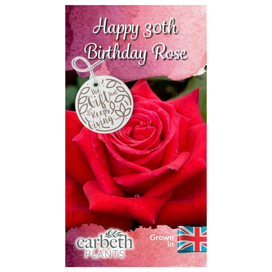 Happy 30th Birthday Rose Bush Gift Wrapped Happy 30th Birthday Rose Bush Gift Wrapped image2 2