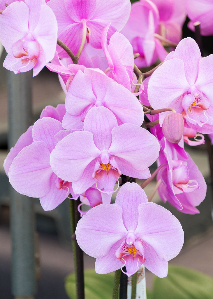 Pink Orchid Plant Pink Orchid Plant - Phalaenopsis Multiflora image2 2